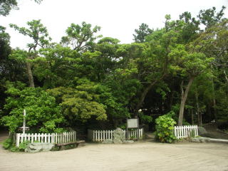 Marubachisha trees