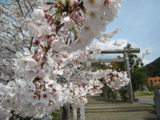 the 1st Torii